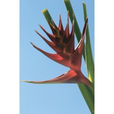 Heliconia - Prince of Darkness (XL)
